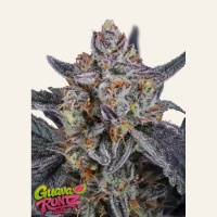 Guava Runtz Auto Feminizada