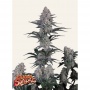 Guava Sundae Auto Feminizada