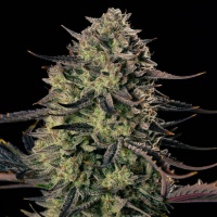 Alien Gas XXL Auto Feminizada