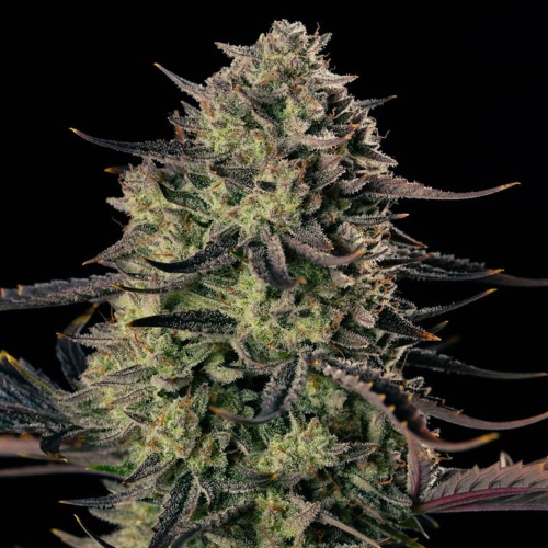 Alien Gas XXL Auto Feminizada