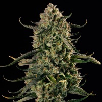 MAC Dawg XXL Auto Feminizada