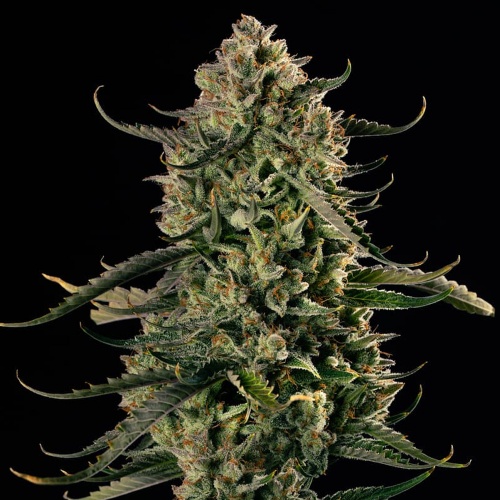 MAC Dawg XXL Auto Feminizada