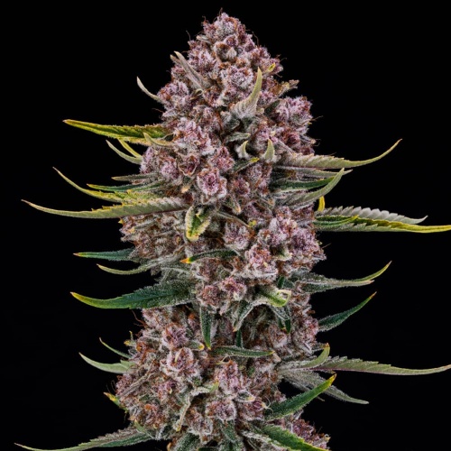 Purplenade XL Auto Feminizada