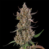 Rainbow Breath Auto Feminizada