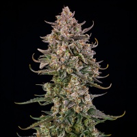 Triangle Kush Auto Feminizada