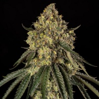 B-52 Feminizada