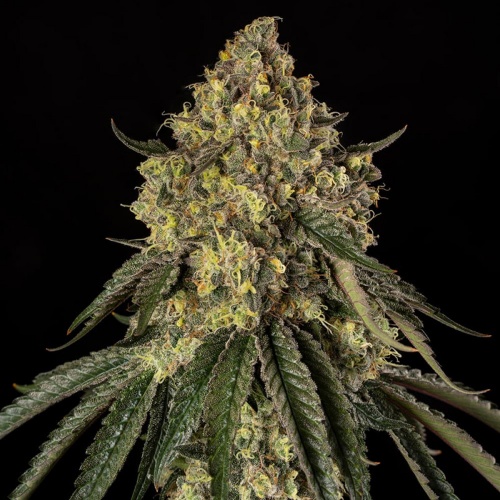 B-52 Feminizada