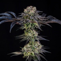 Julian Marley Special Feminizada