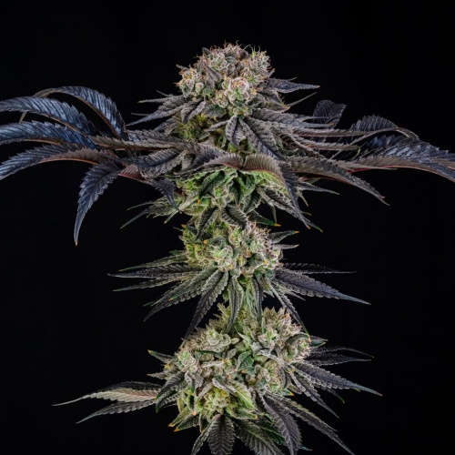 Julian Marley Special Feminizada