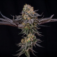 King Of Kings Feminizada