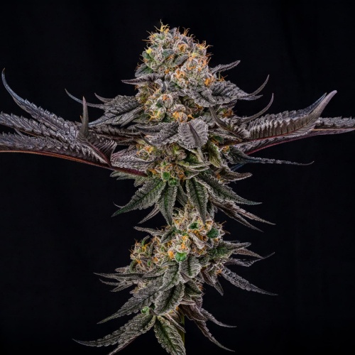 King Of Kings Feminizada