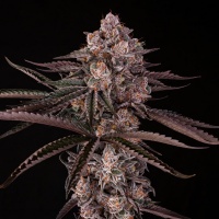 Jamaican Mountain Feminizada