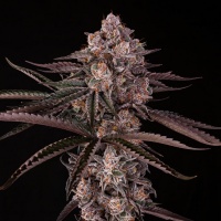 Jamaican Sunset Feminizada