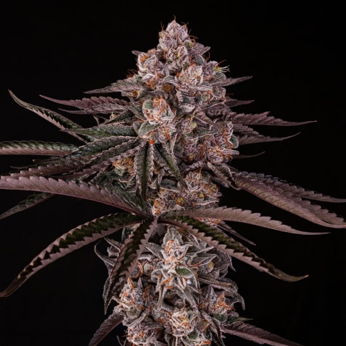 Jamaican Sunset Feminizada