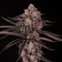 Jamaican Sunset Feminizada