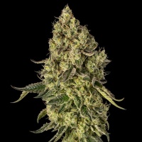 Peach Cake Feminizada 