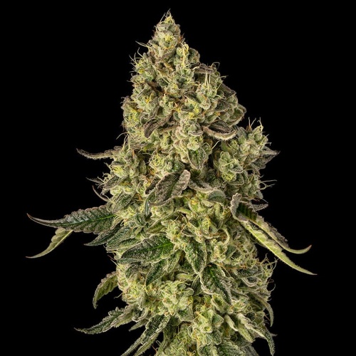 Peach Cake Feminizada 
