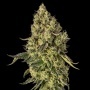 Peach Cake Feminizada 
