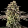 Sugar Rock Feminizada