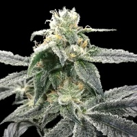 Blue Dream Feminizada