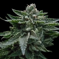 Double Dipped Strawberries Feminizada