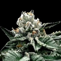Gorilla Glue #4 Feminizada