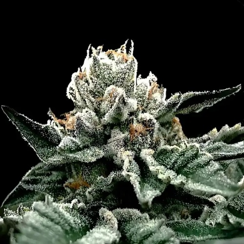 Gorilla Glue #4 Feminizada