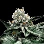 Gorilla Glue #4 Feminizada