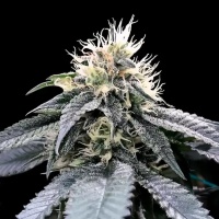 Green Crack Feminizada