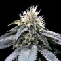Green Crack Feminizada