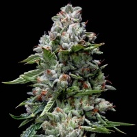 Kosher Kush Feminizada