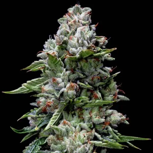 Kosher Kush Feminizada