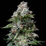 Kosher Kush Feminizada