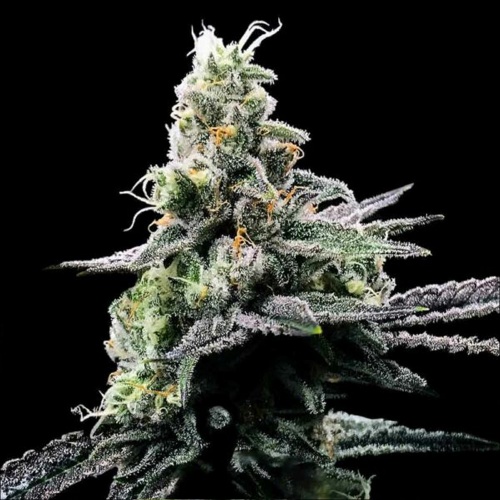 Purple Chocolope Feminizada
