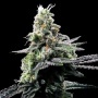 Purple Chocolope Feminizada