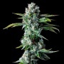 Skywalker Kush Feminizada