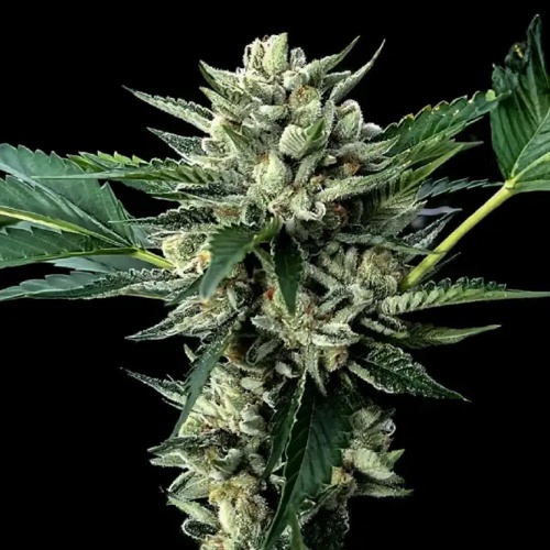 Sour Garlic x Honey Banana Feminizada