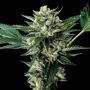 Sour Garlic x Honey Banana Feminizada