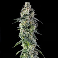 Afters : Mad Rabbid #5 x Mellowz #8