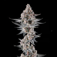 Eye of JAH : JAHmba Juice x Mellowz #8