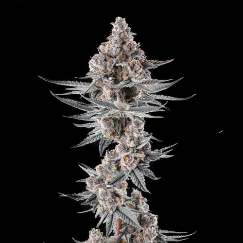 Eye of JAH : JAHmba Juice x Mellowz #8