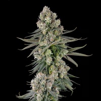 Glue Lotus : GG4 x Mellowz #8