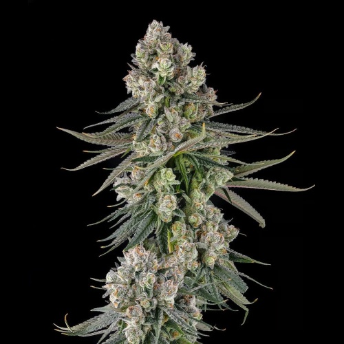 Glue Lotus : GG4 x Mellowz #8