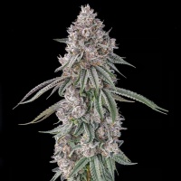 Lemon Chain : Lemon Gello x Mellowz #8
