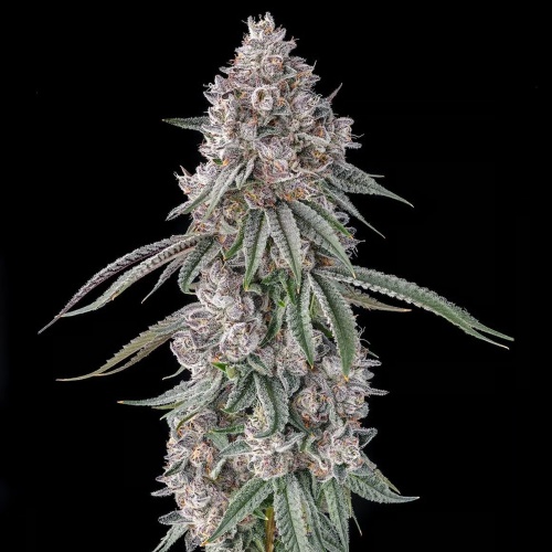 Lemon Chain : Lemon Gello x Mellowz #8
