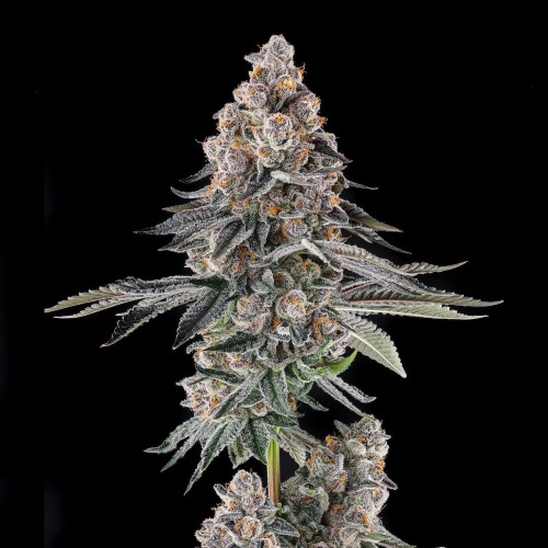 Mailbox Money : Glitter Bomb x Mellowz #8