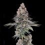 Mailbox Money : Glitter Bomb x Mellowz #8