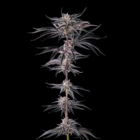 Nakamarra : Pink Certz x Black Amber