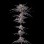 Nakamarra : Pink Certz x Black Amber