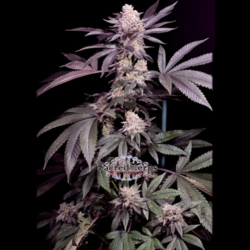 Papaya Feminizada